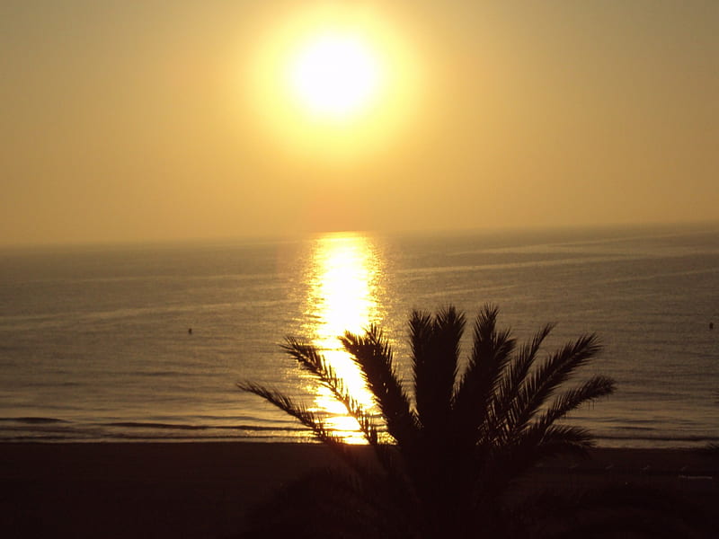 San Juan Beach, Alicante, mediterranean sea, alicante, sun, sunset, sea, spain, beach, nature, san juan, mediterranean coast, palm tree, HD wallpaper
