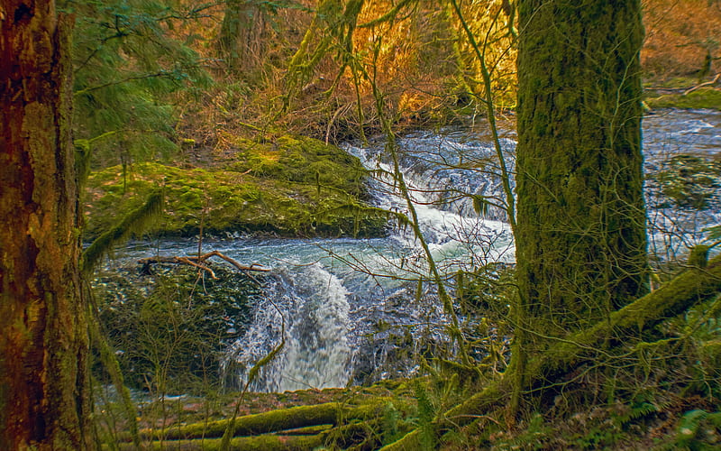 Forest Stream, Silver Falls State Park, Oregon, waterfall, cascades, trees, usa, autumn, HD wallpaper