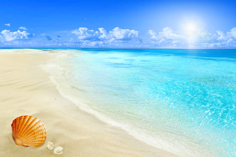 Seashell Beach, shore, vacation, holidays, sun, ocean, sunlight, waves ...