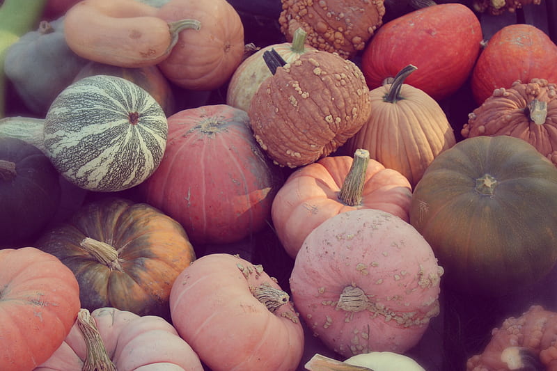 Hey gourd-geous , fall, fall scenes, halloween, halloween pumpkins, pink, pumpkin, pumpkins, scenes, HD wallpaper