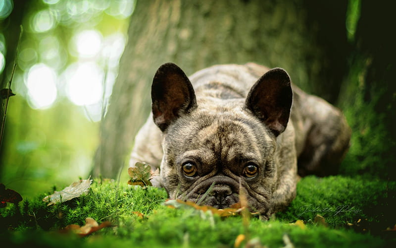 Dog, french bulldog, puppy, green grass, forest, small dogs, HD ...