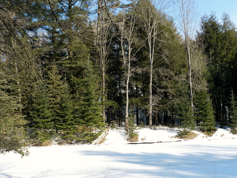 Beautiful Winter Landscape, Shadows, Sunshine, Nature, Winter, Landscape, Ontario, Trees, Big Cedar, graphy, HD wallpaper