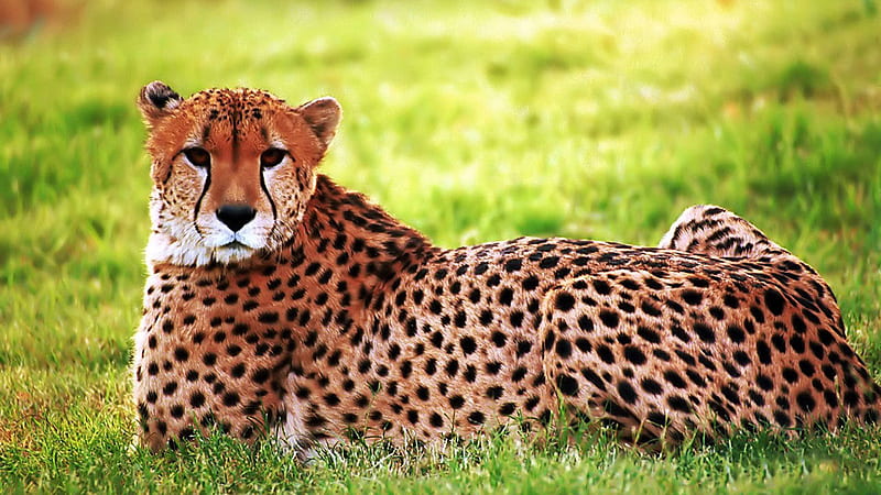 Cheetah Is Sitting On Green Grass In Blur Green Grass Background Cheetah, HD wallpaper