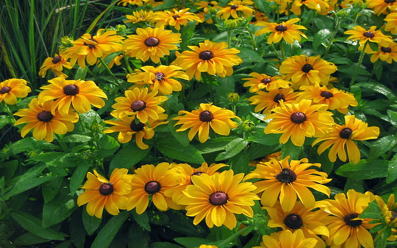 Lovely rudbeckias, orange, plant, flowers, yellow, beauty, garden, nature, HD wallpaper