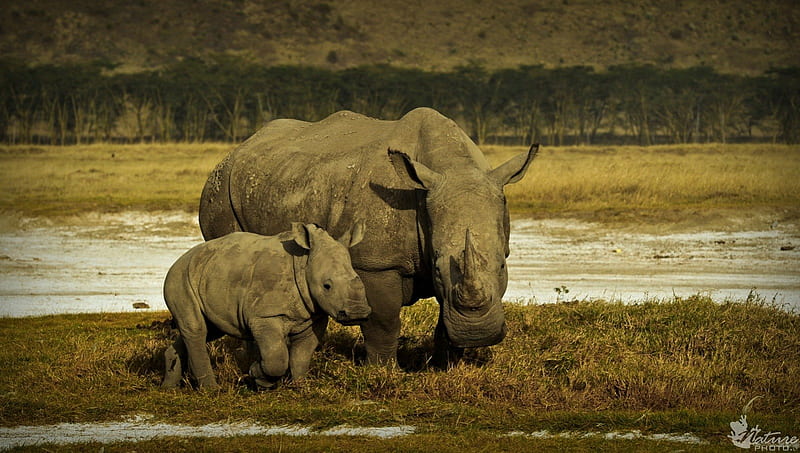 WHITE RHINO AND YOUNG, bushveld, savannah, big five, rhino, animals, africa, HD wallpaper