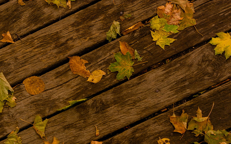 Wood texture, autumn leaves, wooden old boards, yellow leaves, old wood  texture, HD wallpaper | Peakpx