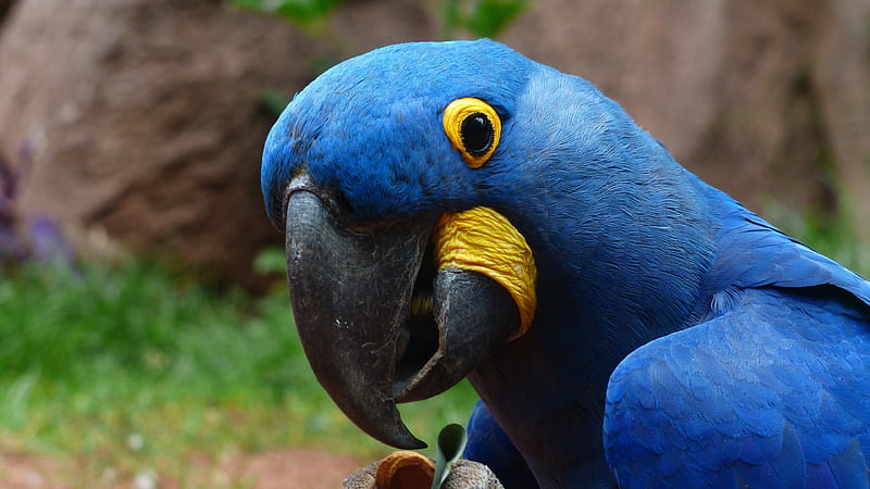 Macaw Parrot 2, birds, macaw, parrot, HD wallpaper