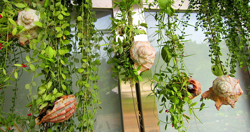 Climbing vine plants, lovely, shells, decoration, HD wallpaper