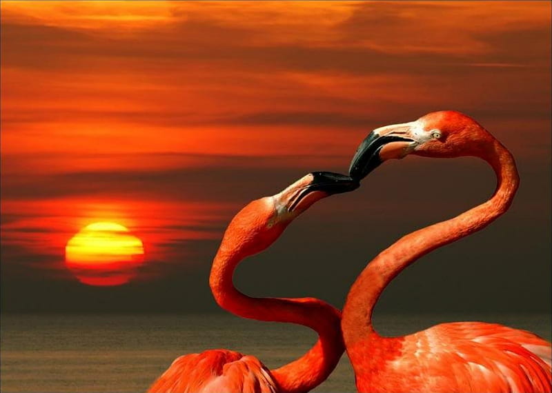 Flamingos In Sunset, flamingos, love, flamingo, kiss, animals, animal, HD wallpaper