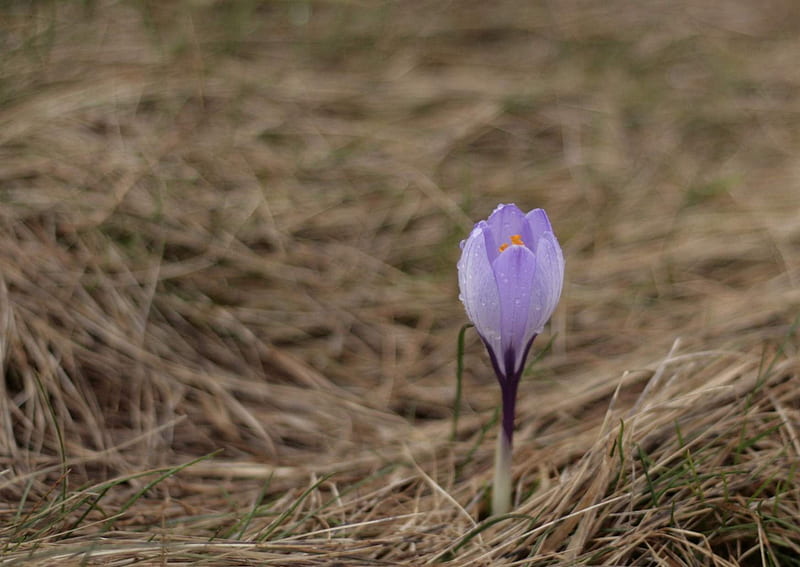 Harbinger of spring, flower, violet, spring, crocus, HD wallpaper