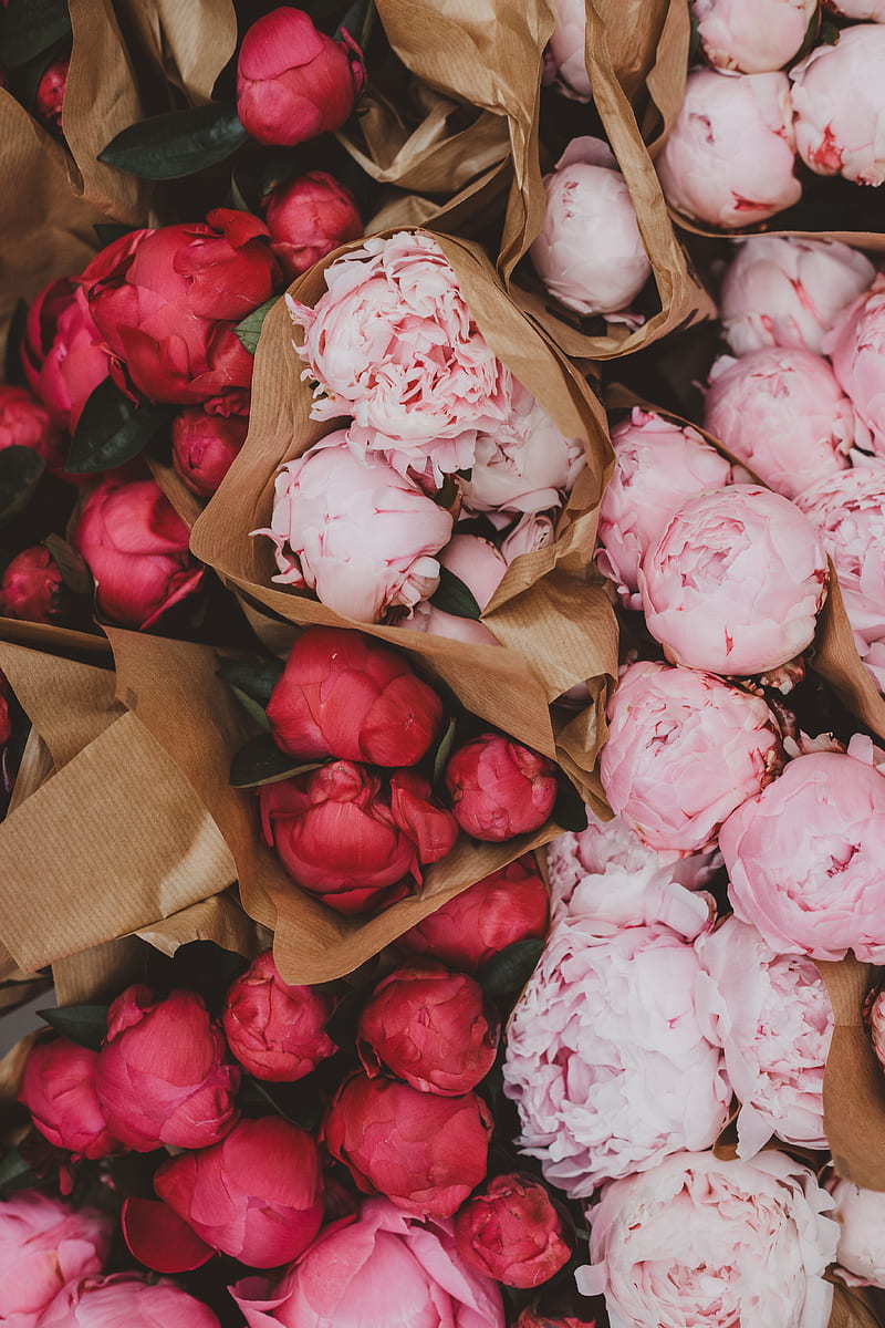 peonies, flowers, bouquets, pink, red, HD phone wallpaper