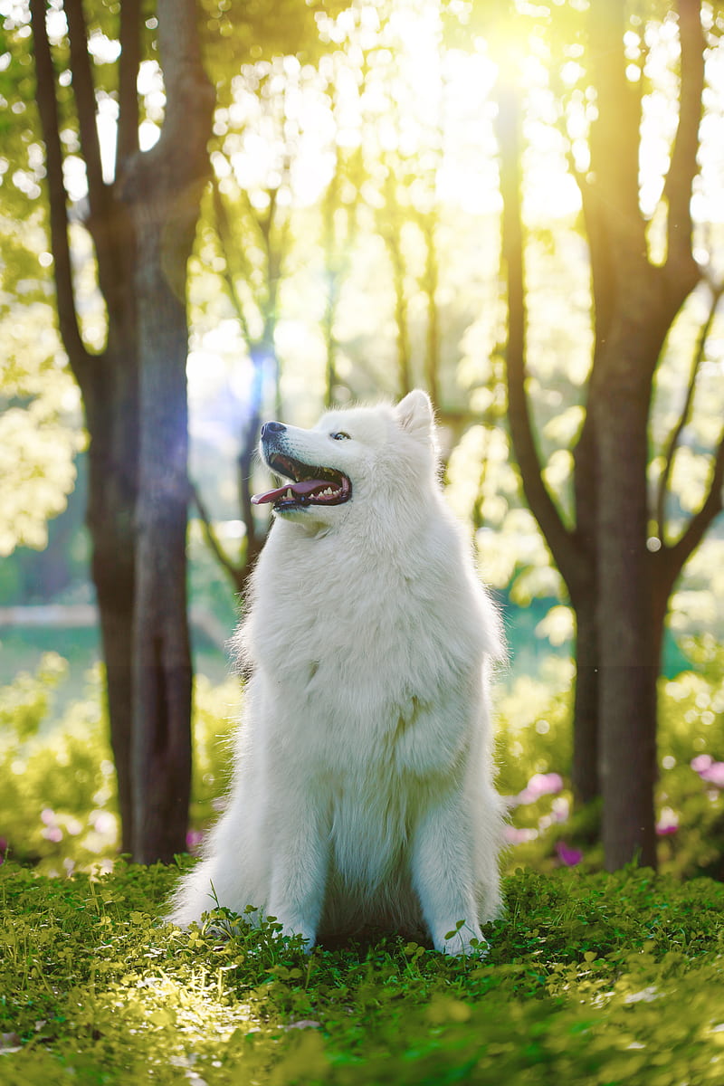 dog, samoyed dog, white, fluffy, protruding tongue, HD phone wallpaper
