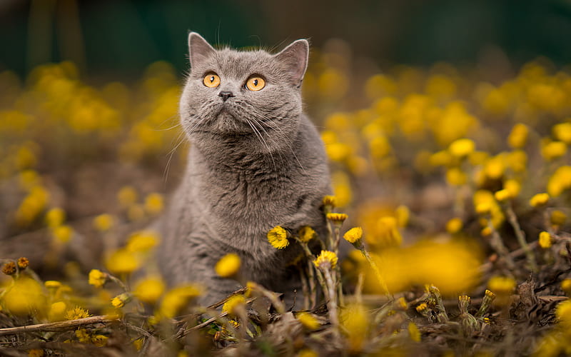 British Shorthair, yellow flowers, domestic cat, lawn, pets, cats, cute animals, British Shorthair Cat, HD wallpaper