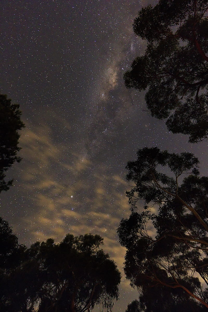 trees, starry sky, bottom view, stars, HD phone wallpaper