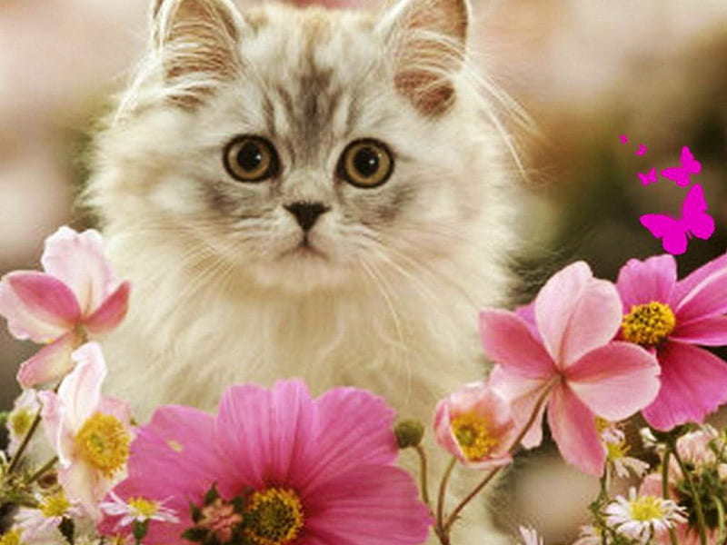 I'm so bored !, flowers, lovely, pink, kitty, HD wallpaper | Peakpx