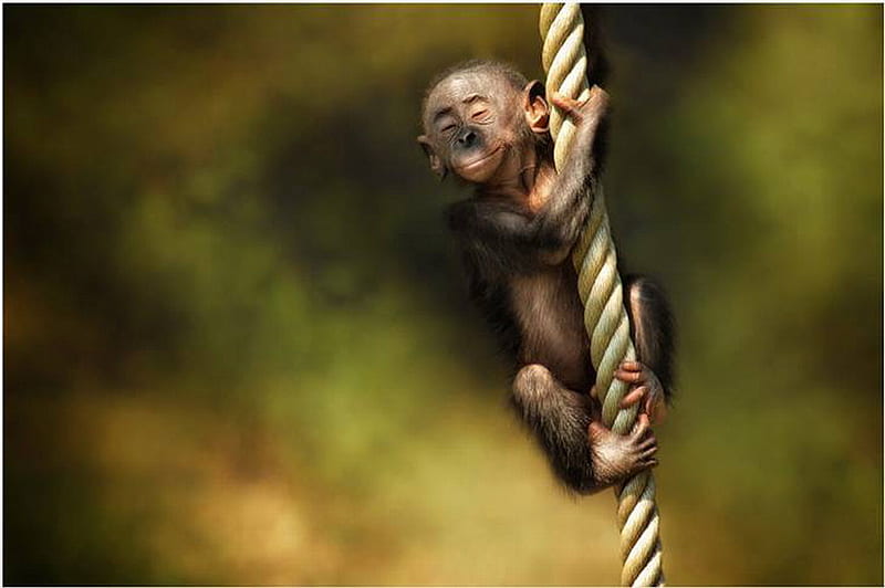 ROPE CLIMBER, cute, monkey, climbing, rope, HD wallpaper