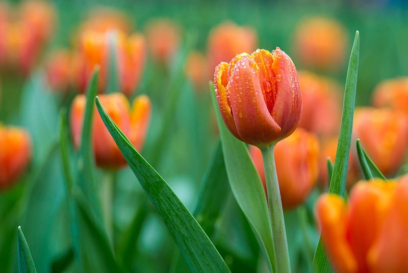 Beautiful Dewy Orange Tulip, Tulips, Orange, Flowers, Dewy, Nature, HD wallpaper