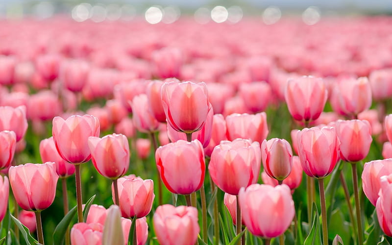 Tulipanes rosados, flores, naturaleza, tulipanes, rosa, campo, Fondo de  pantalla HD | Peakpx