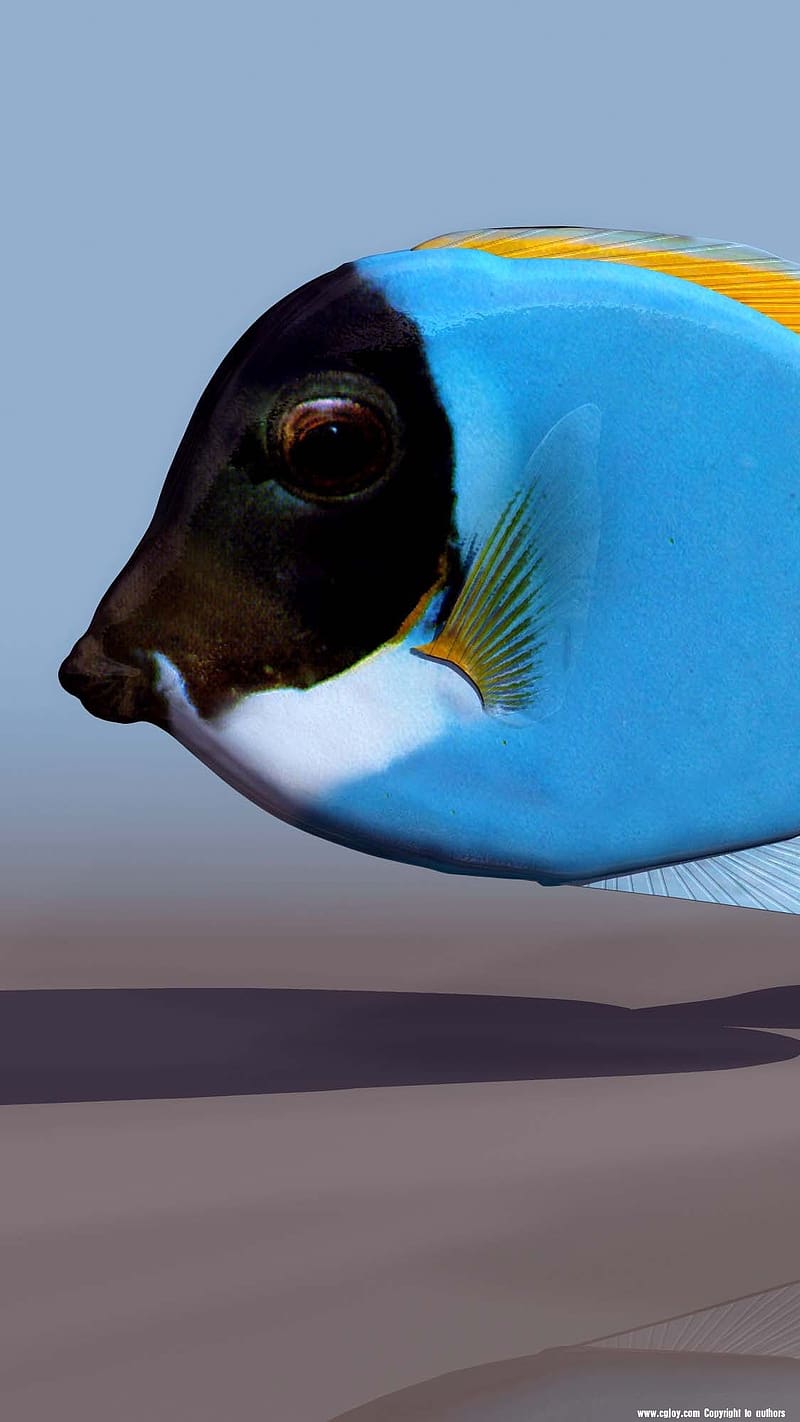3D Fish Desktop Wallpapers - Top Free 3D Fish Desktop Backgrounds -  WallpaperAccess