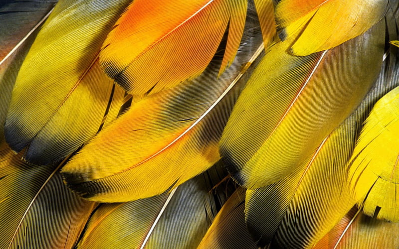 Yellow feathers, yellow, soft, colored, feathers, HD wallpaper