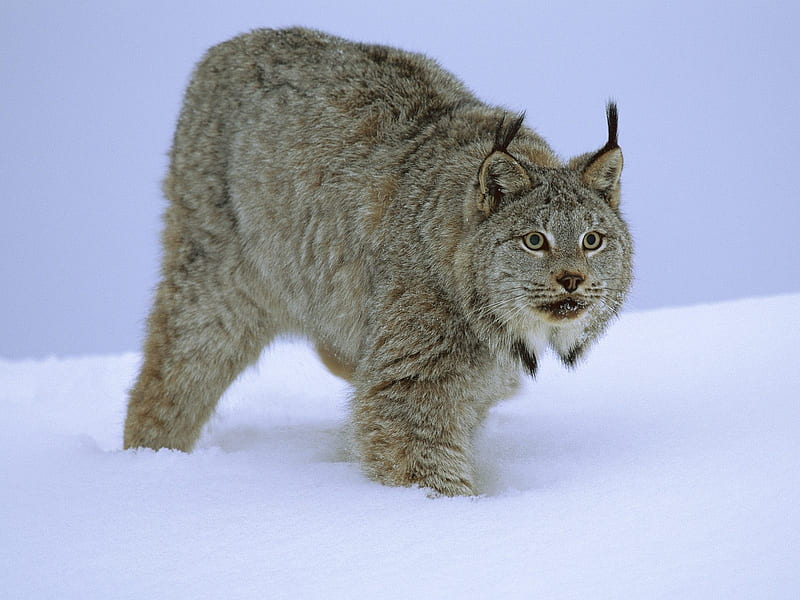 Lynx, Wildlife, Wild Cats, Wild Cat Species, HD wallpaper
