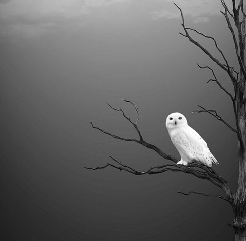 snow owl, owl, tree, bare twigs, black, contrast, white, dead tree, HD wallpaper