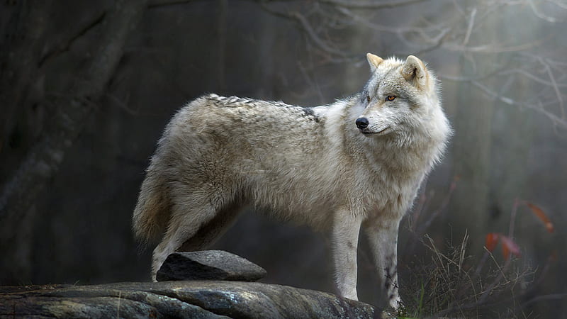 White Black Wolf Is Standing On Rock In Dark Forest Background Wolf, HD wallpaper