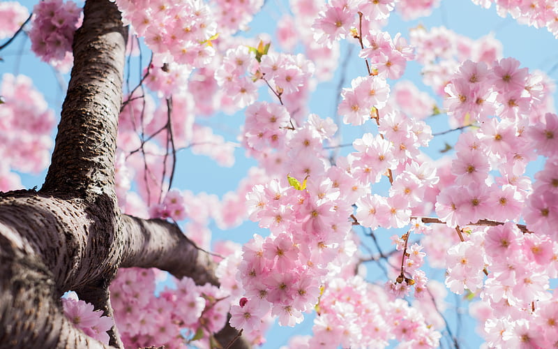 low angle of cherry blossoms tree, HD wallpaper