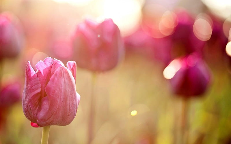 tulips flowers pink field macro-Plants, HD wallpaper