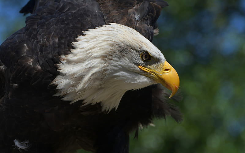 bald eagle, beautiful bird, bird of prey, USA, eagles, american symbol, HD wallpaper