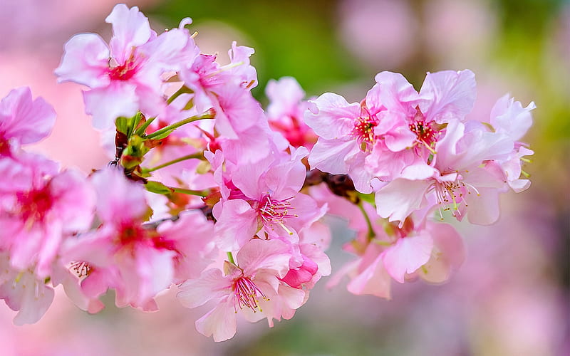 Cherry Blossom, Spring, Pink Flowers Spring Flowers, Sakura, Garden, HD wallpaper