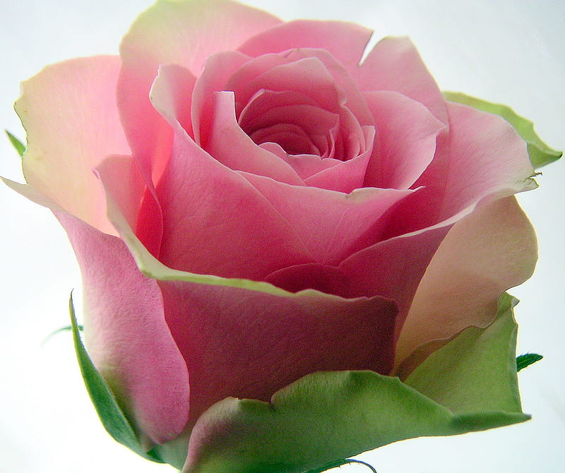 Sunday Rose for my Dn Friends, still life, close up, rose, sunday, pink, friends, HD wallpaper