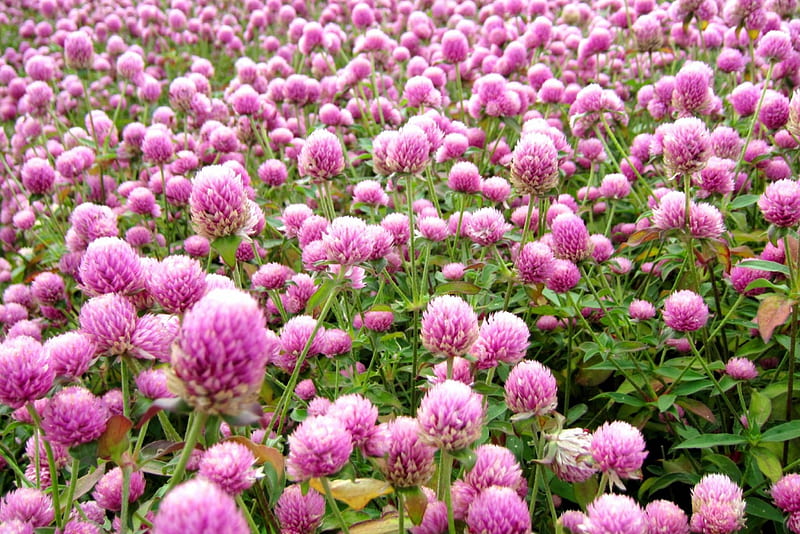 Gomphrena globosa, flower, bonito, pink, HD wallpaper
