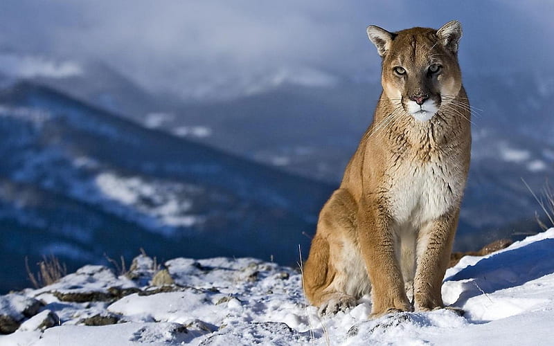 Mountain Lion-animal, HD wallpaper