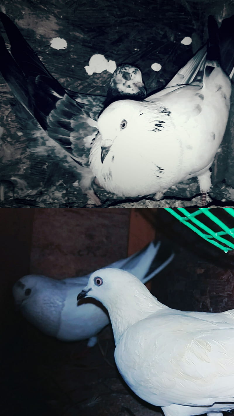 Pigeon, white, HD phone wallpaper