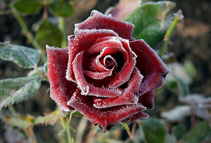Frozen rose, red, rose, flower, ice, frozen, winter, iarna, trandafir, HD wallpaper