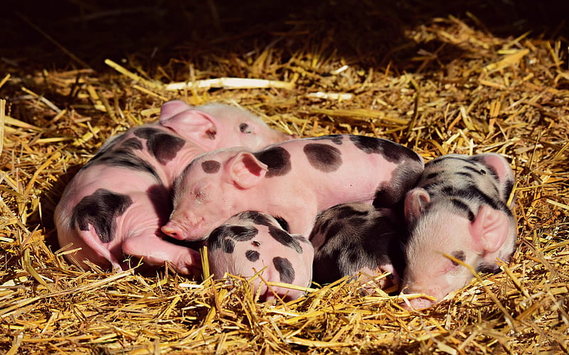 pink piglets, farm, funny little pigs, cute animals, HD wallpaper