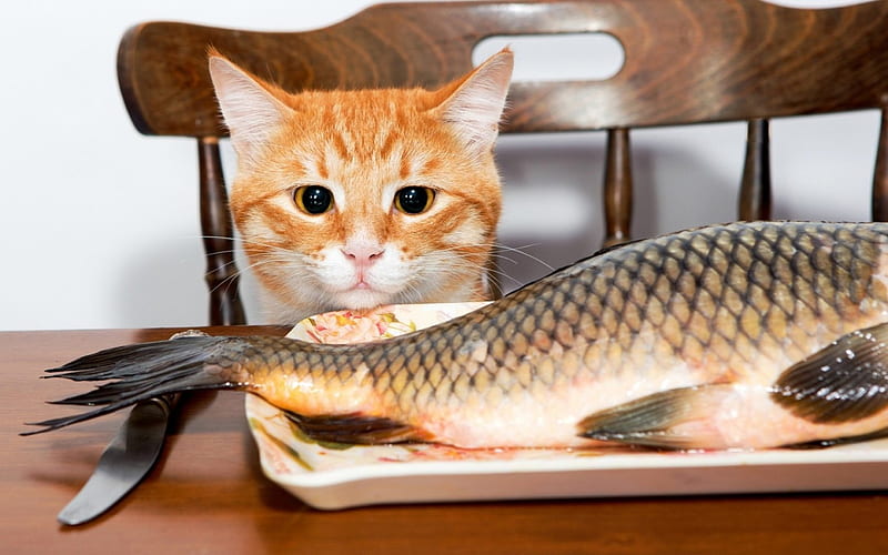 One happy cat, cute, food, orange, fish, ginger, funny, cat, animal, HD wallpaper