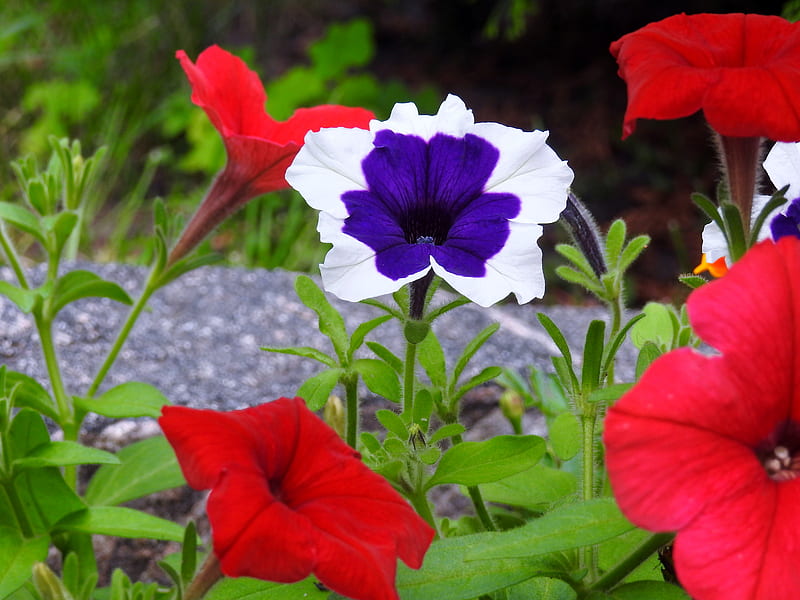 Beauty Amongst The Red, Purple, Garden, Red, Petunias, Summer, graphy, Flowers, Nature, HD wallpaper