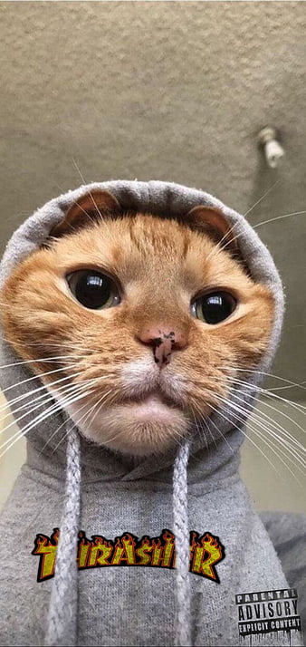 Funny Cat PFP - Funny PFP with Cat for TikTok, Discord, Instagram etc.