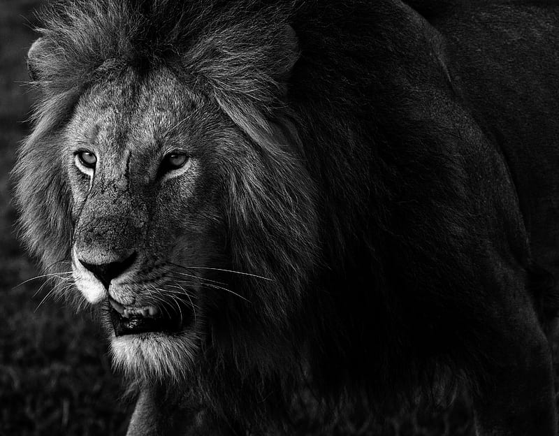 Cats, Lion, Black & White, Kenya, Wildlife, predator (Animal), HD wallpaper