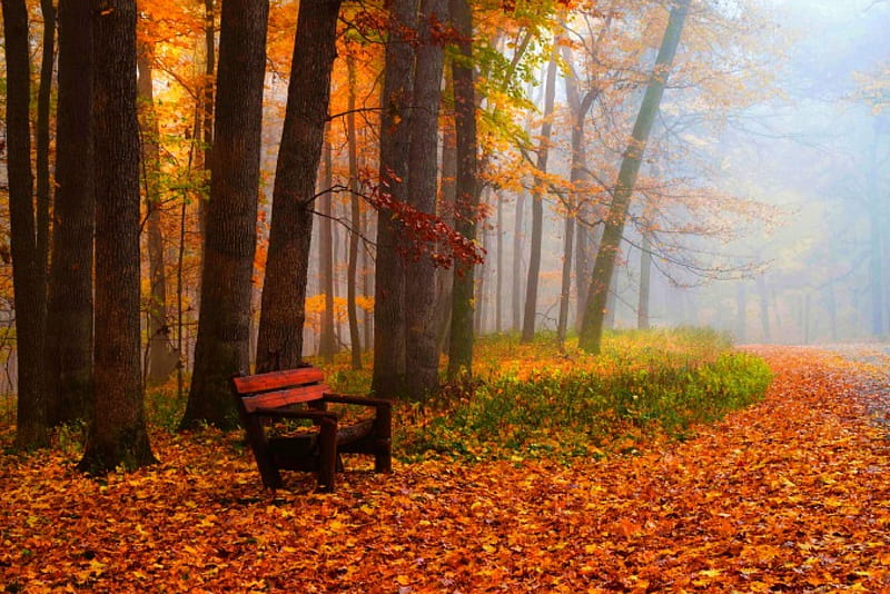 Autumn, forest, fall, woods, bench, trees, leaves, autumn splendor, path, nature, HD wallpaper