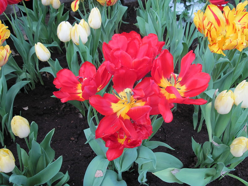 Spring symbol of rebirth 27, red, Tulips, graphy, green, yellow, garden ...