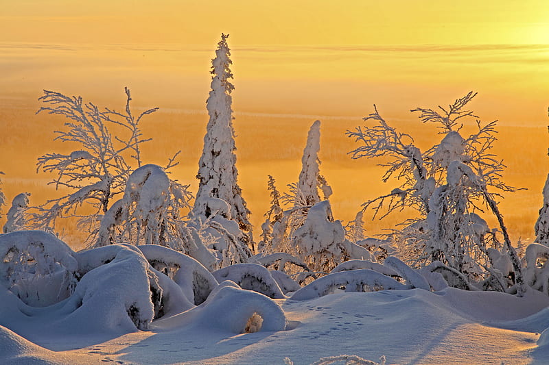 Frozen Taiga, snow, trees, sky, frozen, winter, HD wallpaper | Peakpx