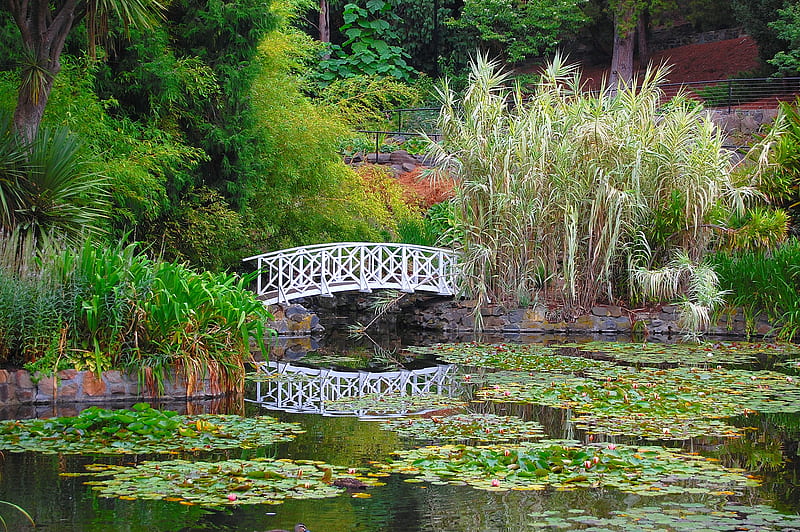 The Liy Pond, gardens, lily, pond, monet, HD wallpaper