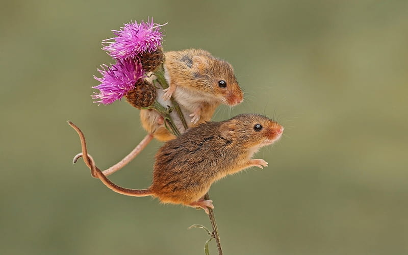 Mice, cute, harvest, mouse, flower, soricei, rodent, pink, couple, HD wallpaper