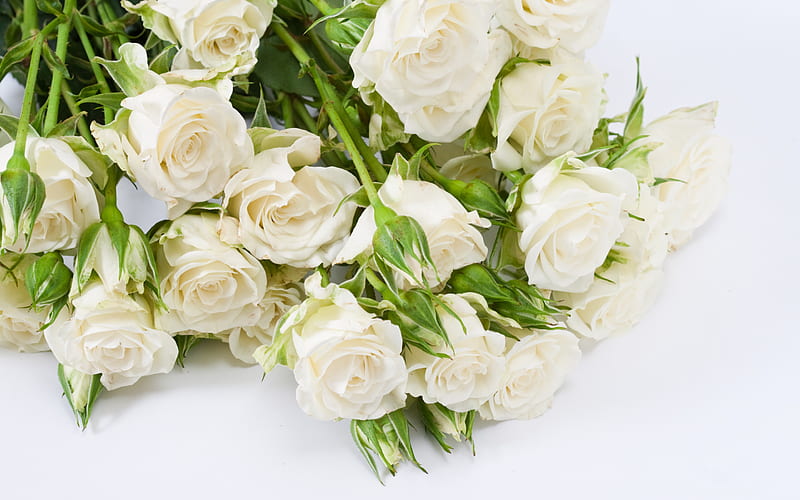 white roses, large bouquet, roses, floral background, beautiful roses on a white background, HD wallpaper