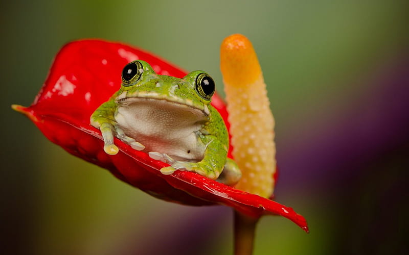 Frog, red, green, orange, flower, yellow, HD wallpaper