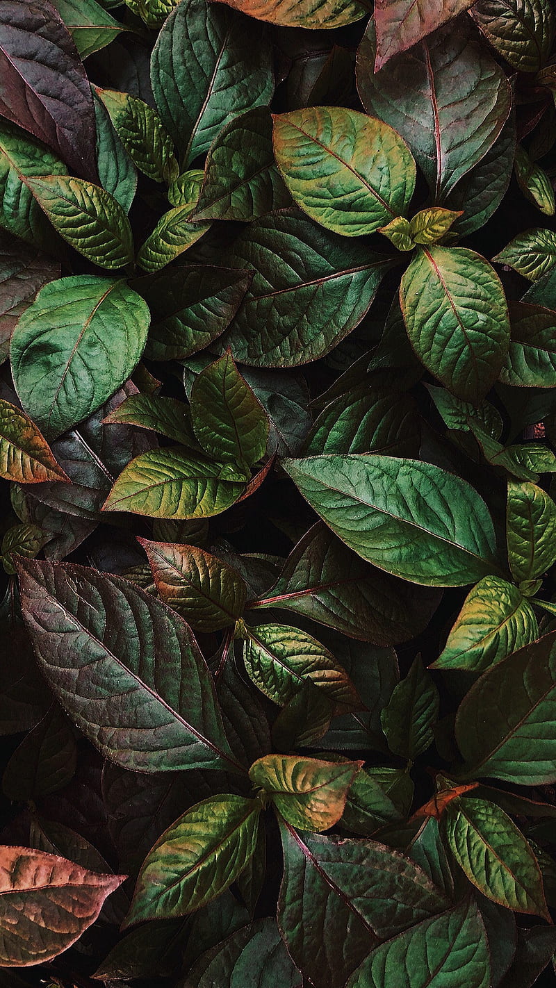 green leaves, nature green, leaves, HD phone wallpaper