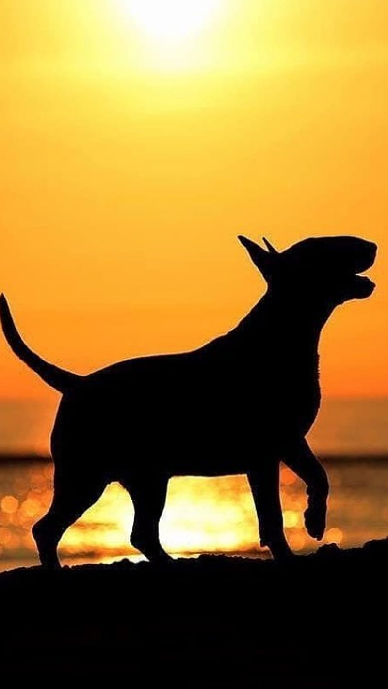 Bull terrier, perros, perro, bull terrier, sol, Fondo de pantalla de  teléfono HD | Peakpx